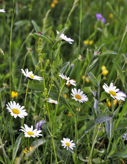 Expert on recycled fertilisers? Join our Task Force on Recycled Fertilisers