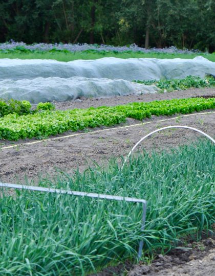 Contribute to the Commission’s consultation on the future EU integrated nutrient management action plan (INMAP)